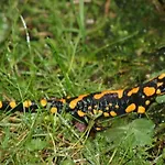Nagelsmederij In Het Waldwinkel Aschau im Chiemgau