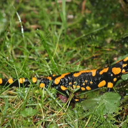 Nagelsmederij In Het Waldwinkel Aschau im Chiemgau